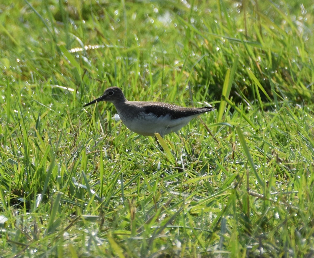 Solitary Sandpiper - ML608427761