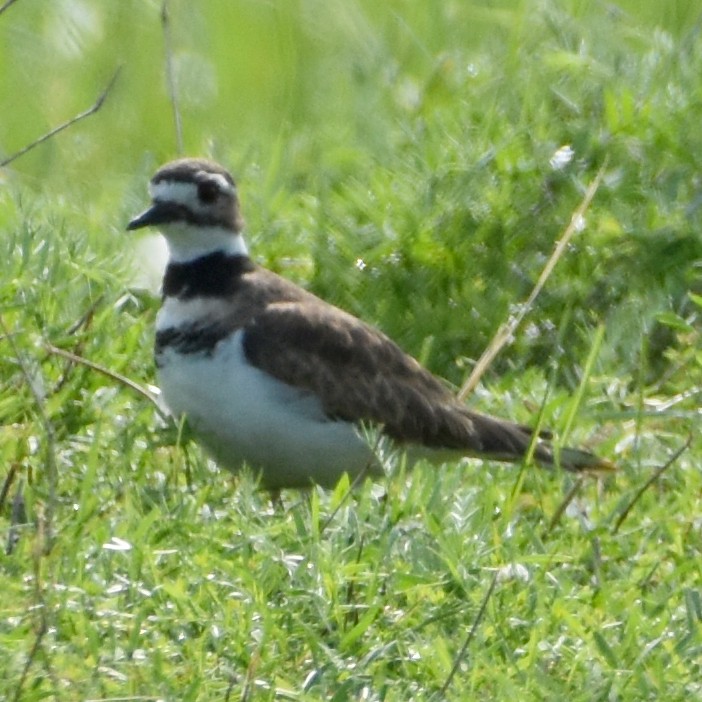 Killdeer - ML608427764