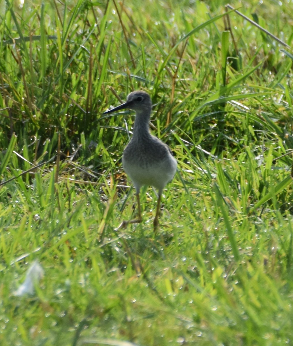 Lesser Yellowlegs - ML608427766