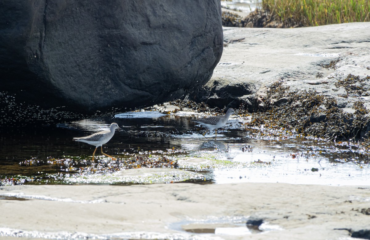 Lesser Yellowlegs - ML608427848