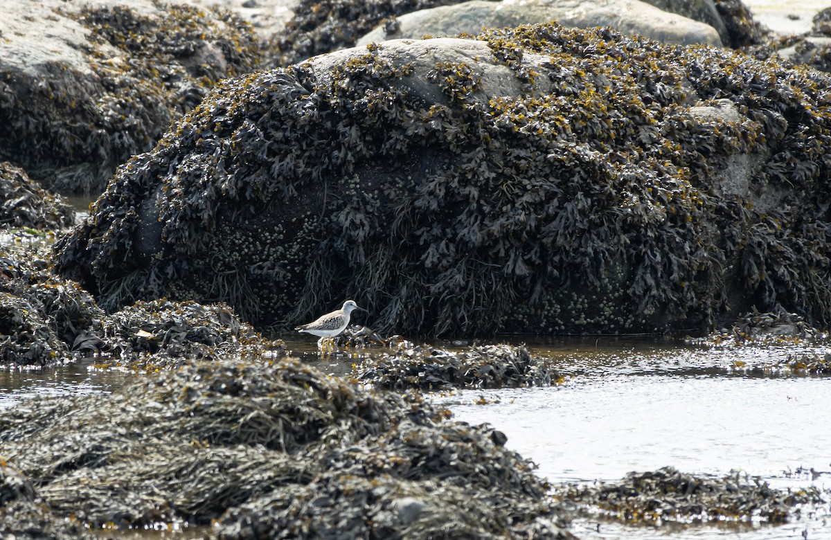 Lesser Yellowlegs - ML608427849