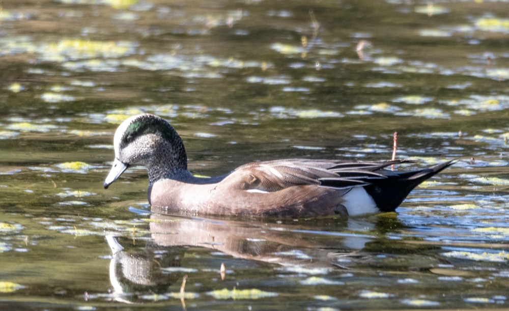 American Wigeon - ML608427943