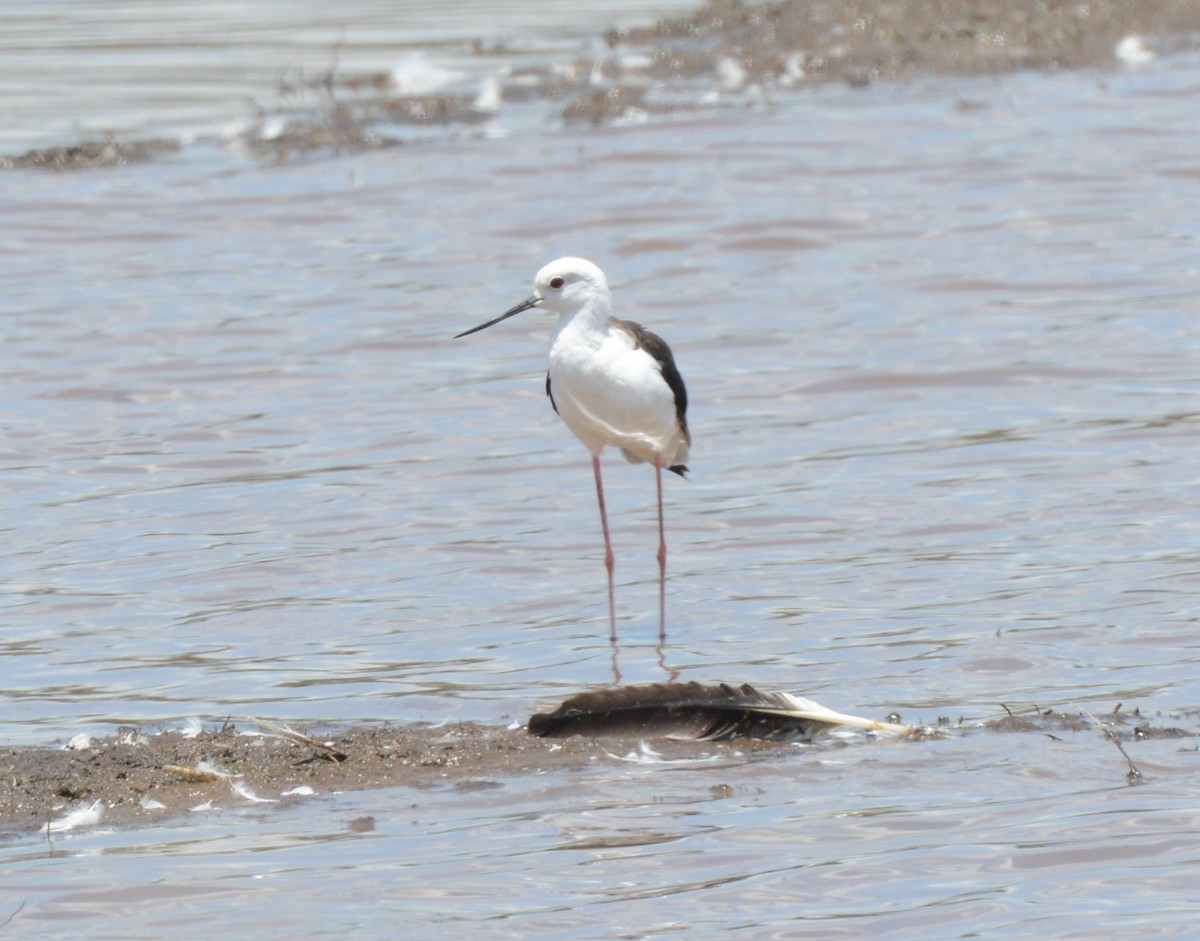 Black-winged Stilt - ML608428115