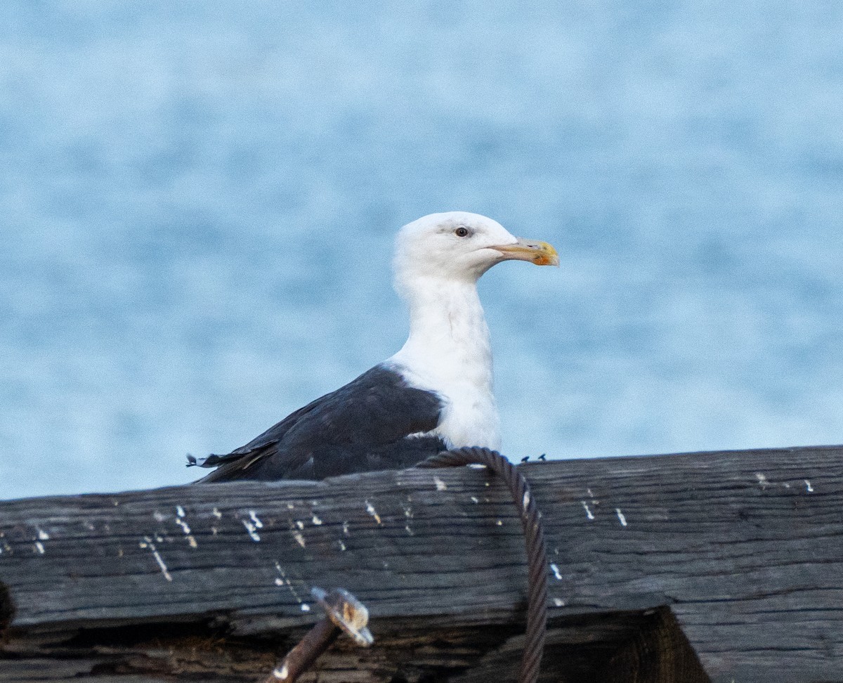 Great Black-backed Gull - ML608428204