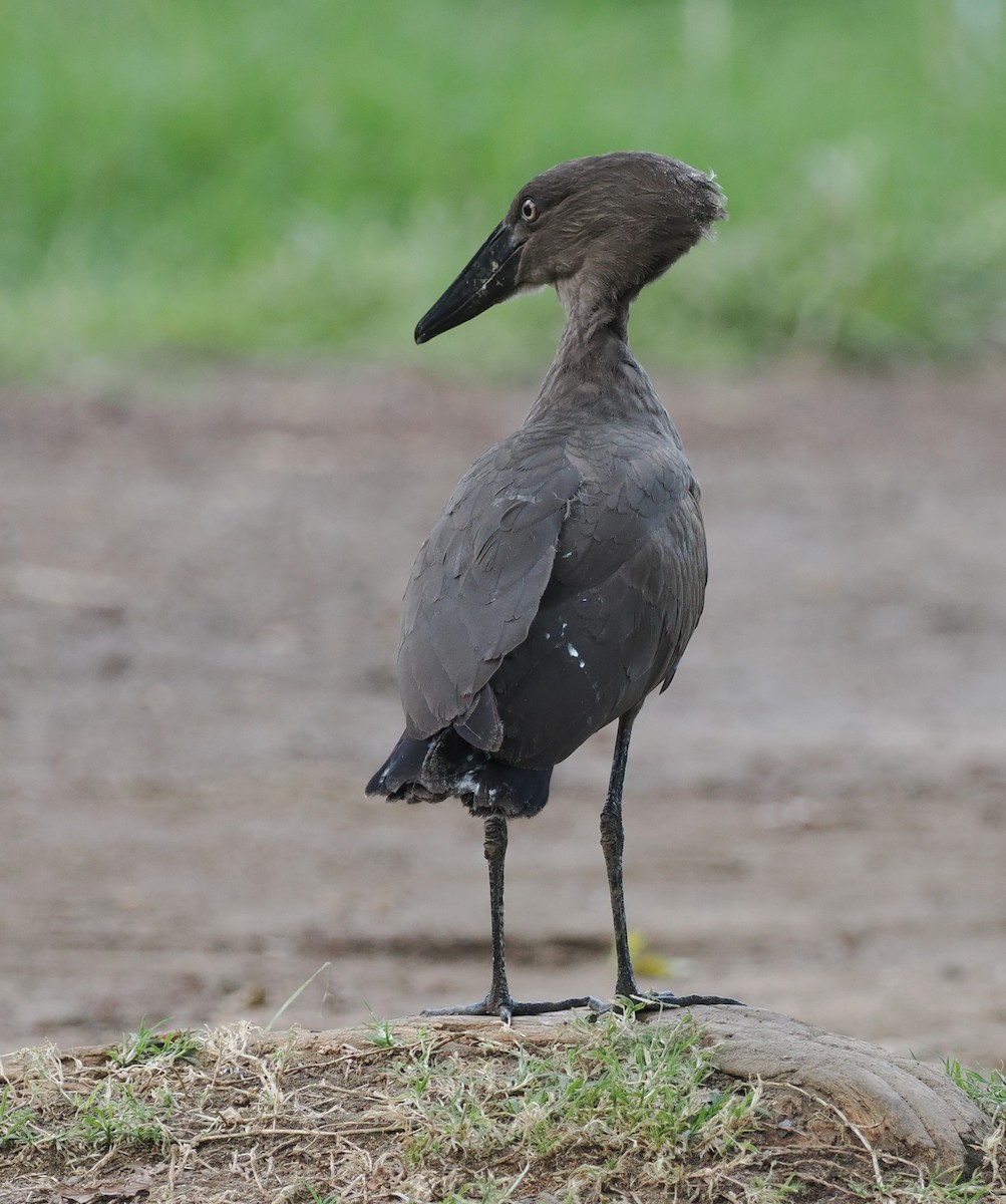 Hamerkop - ML608428305