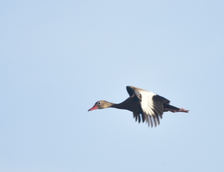 Dendrocygne à ventre noir - ML608428378