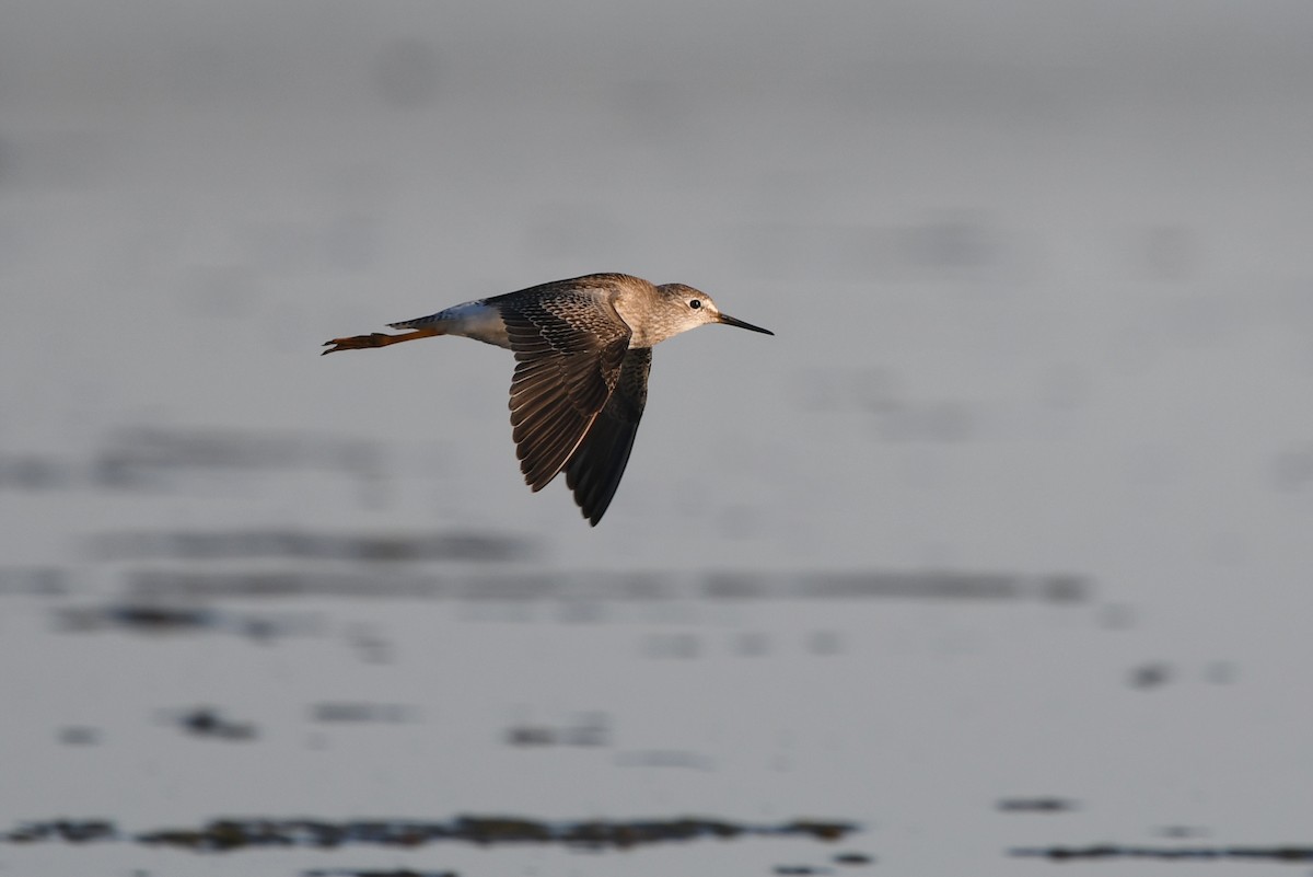 Lesser Yellowlegs - ML608428466