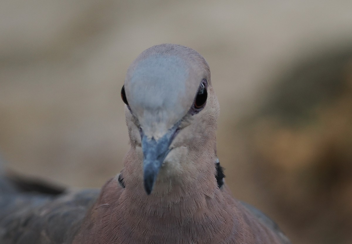 Red-eyed Dove - ML608428558