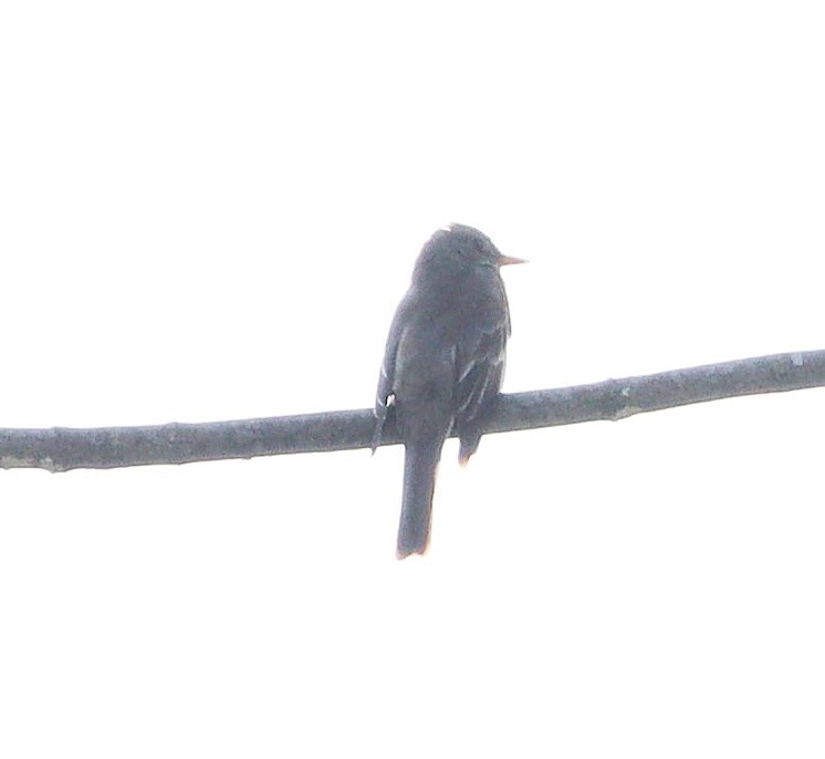 Eastern Wood-Pewee - Aman Mottaqui-Tabar