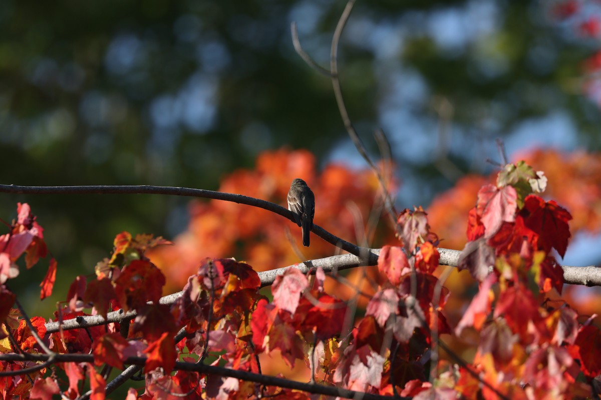 Eastern Wood-Pewee - ML608428670