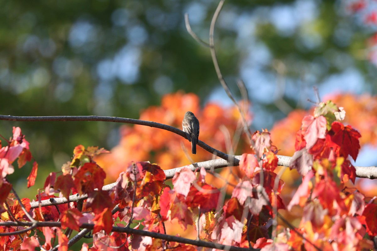 Eastern Wood-Pewee - ML608428672