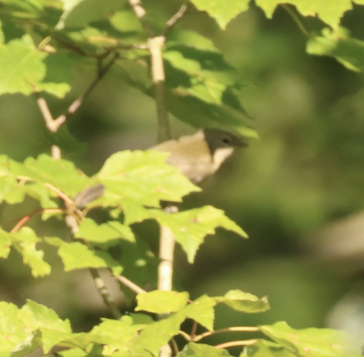 new world warbler sp. - ML608428675