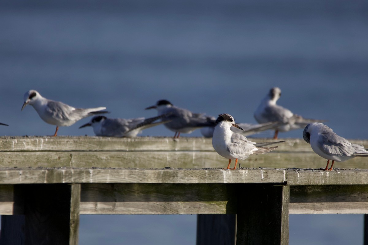 Forster's Tern - ML608428734