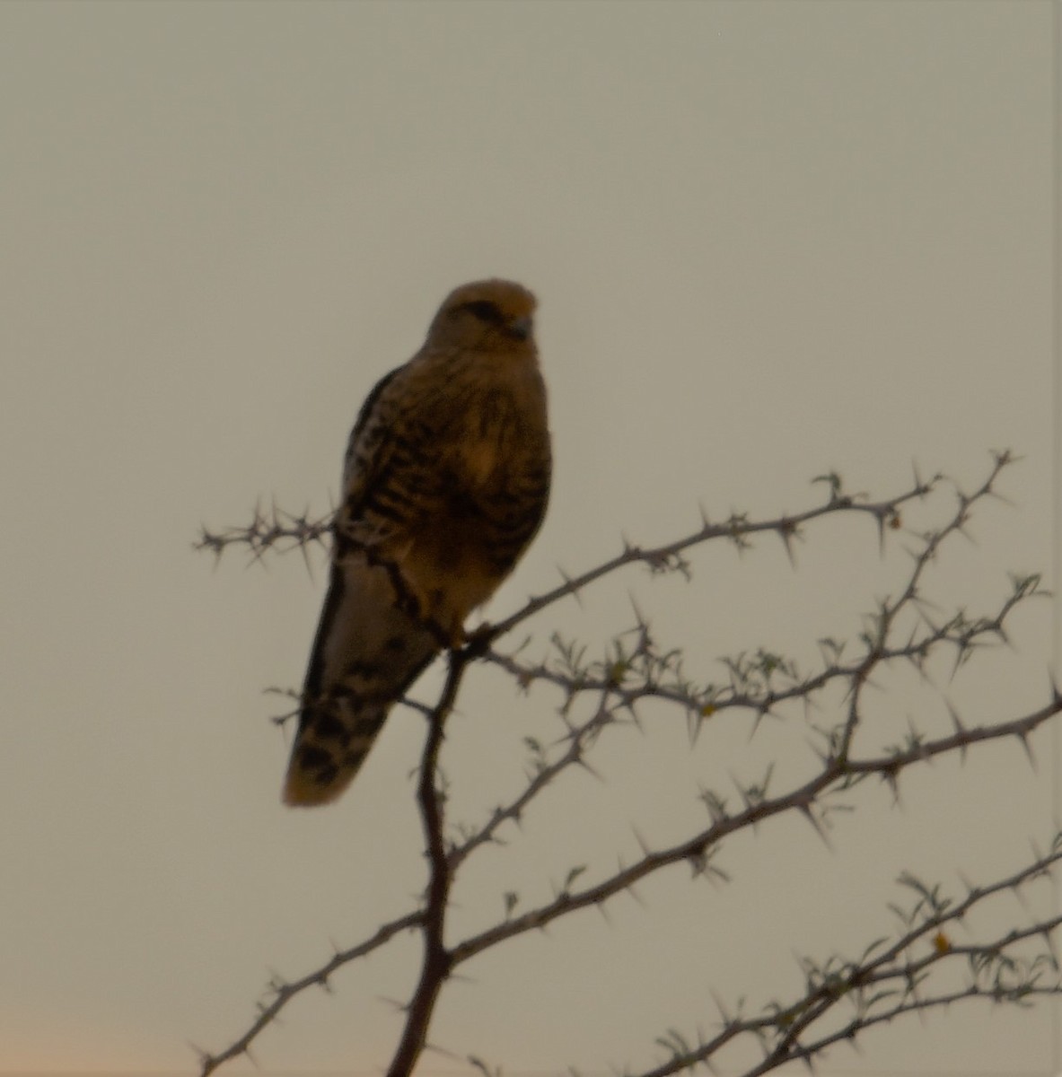 Greater Kestrel - Pamela Cooper