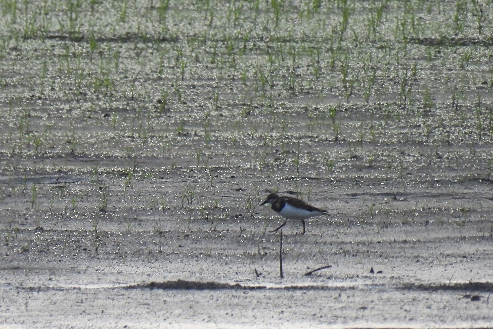 Ruddy Turnstone - ML608428870