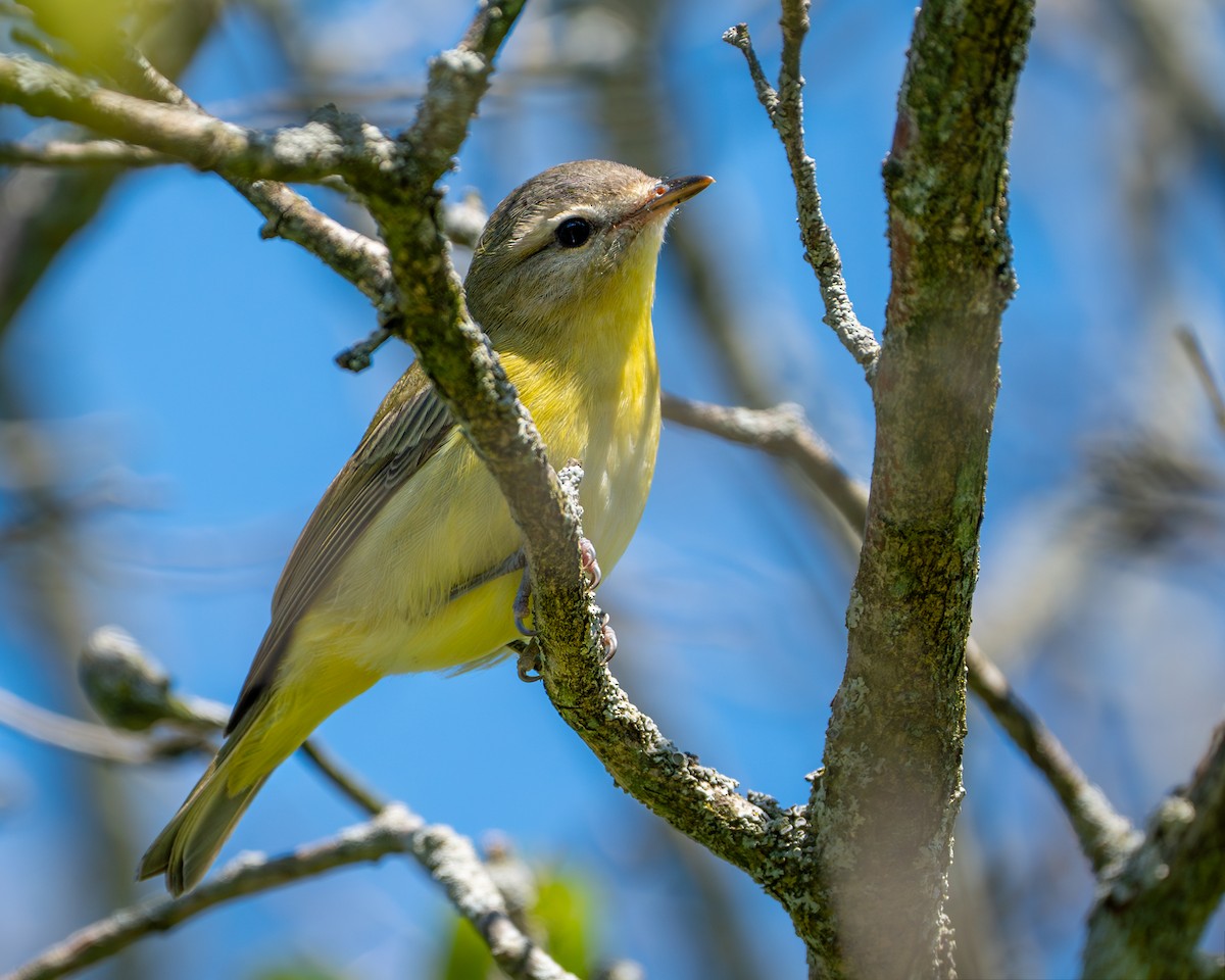 Philadelphia Vireo - Dori Eldridge