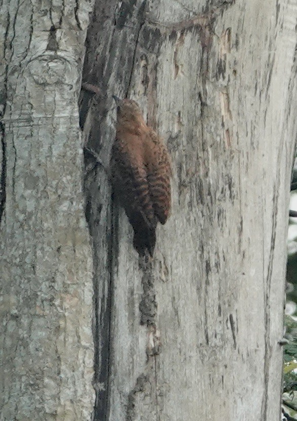Rufous Woodpecker - ML608429005