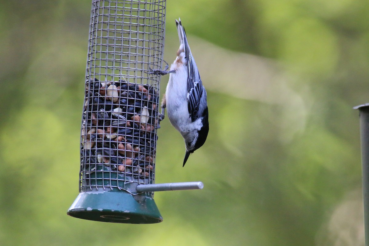White-breasted Nuthatch - ML60842901