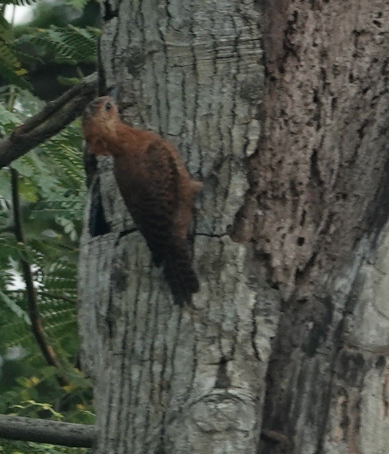 Rufous Woodpecker - Snotty Foster