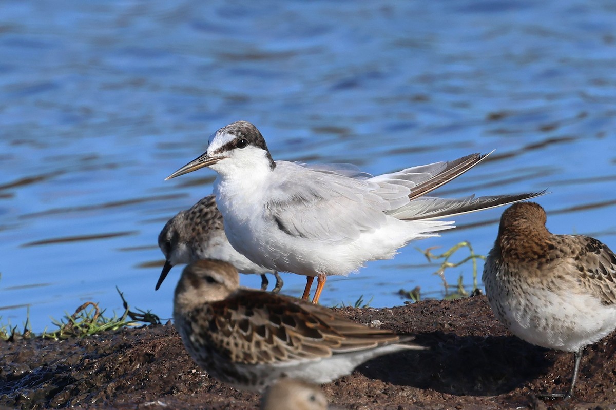 Little Tern - ML608429066