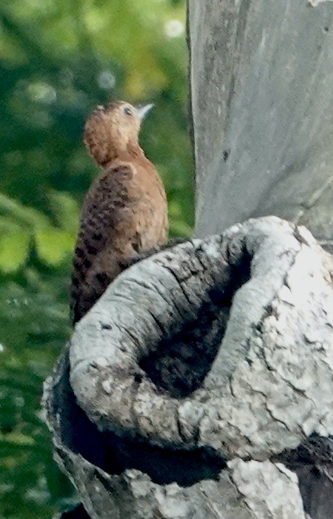 Rufous Woodpecker - ML608429074