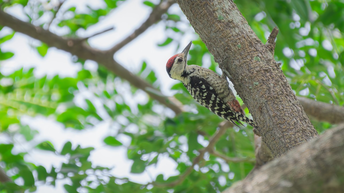 Freckle-breasted Woodpecker - ML608429197