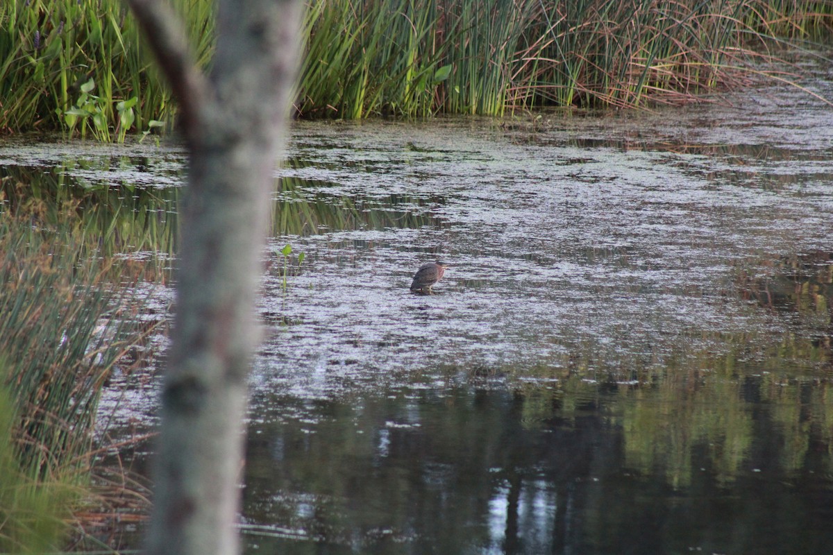 Green Heron - ML608429225