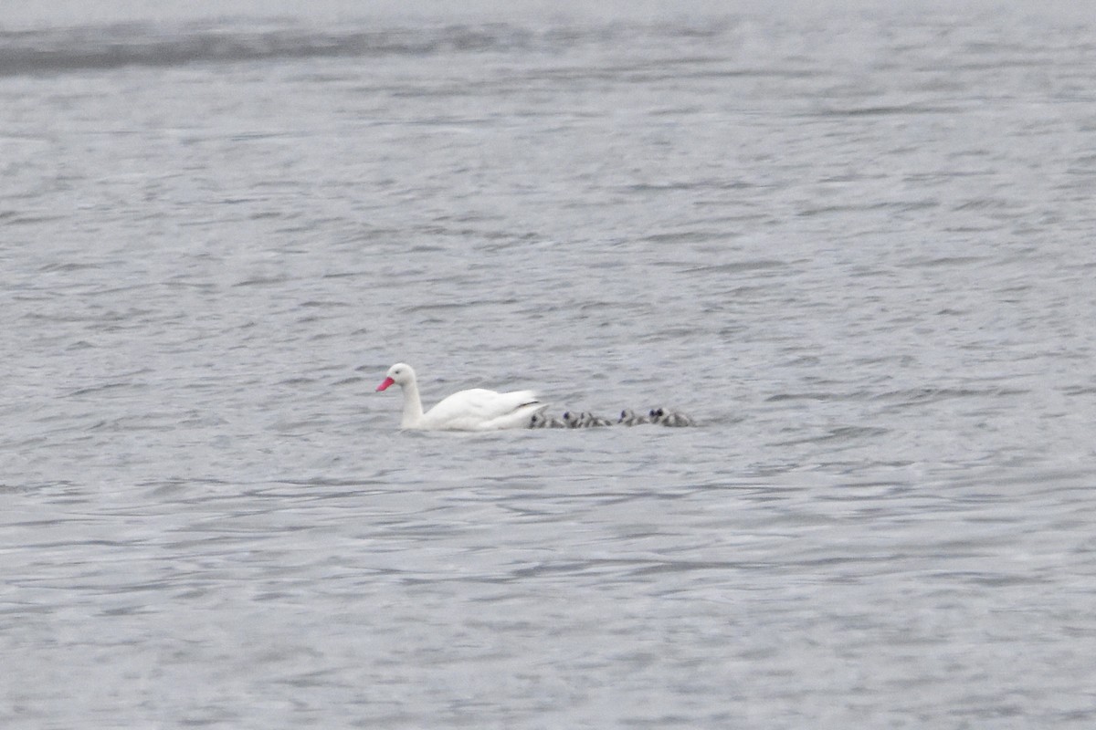 Coscoroba Swan - Víctor Hugo Sarabia Sánchez