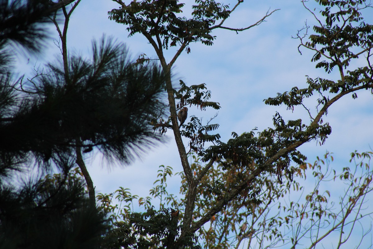 Northern Flicker - ML608429243