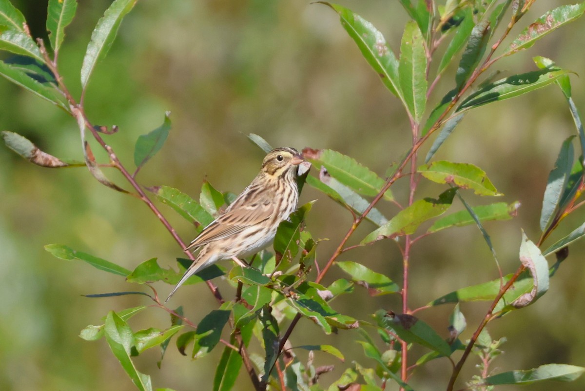 Savannah Sparrow (Savannah) - David Nelson