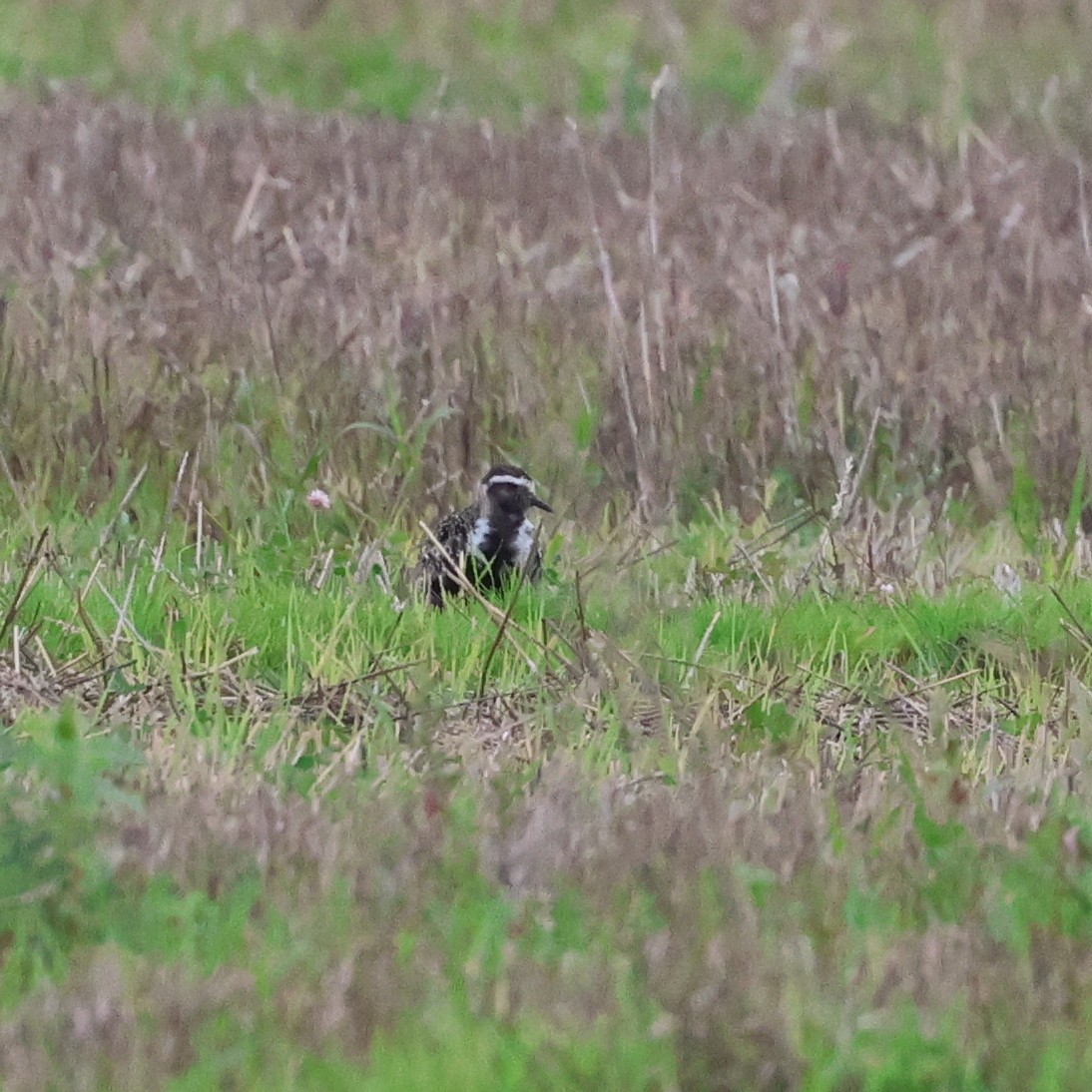 American Golden-Plover - ML608429556