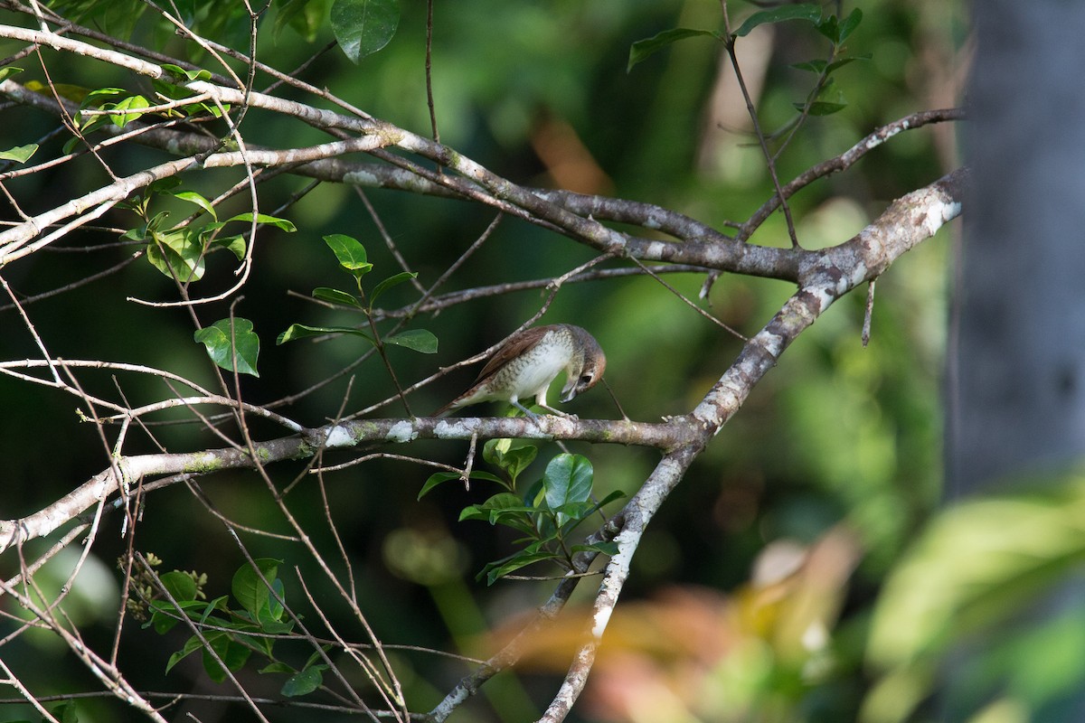 Tiger Shrike - Akekachoke Buranaanun