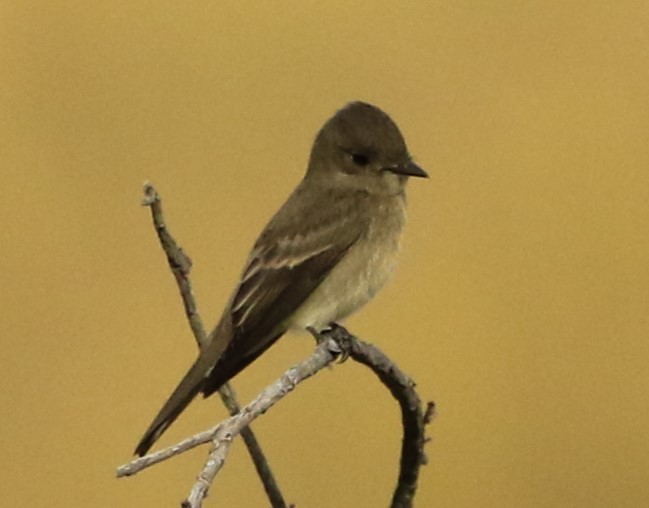 Western Wood-Pewee - ML608429696