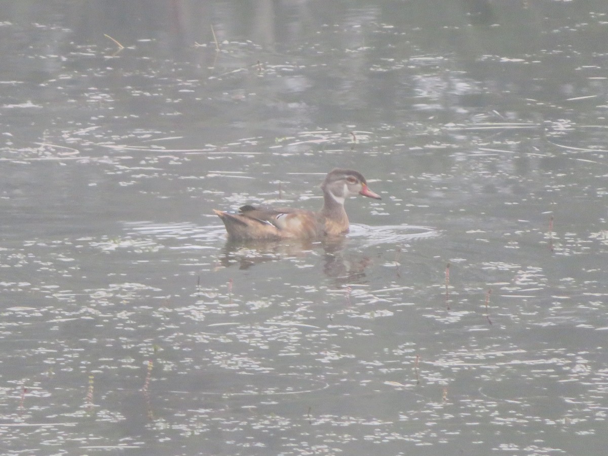 Wood Duck - William Kuk