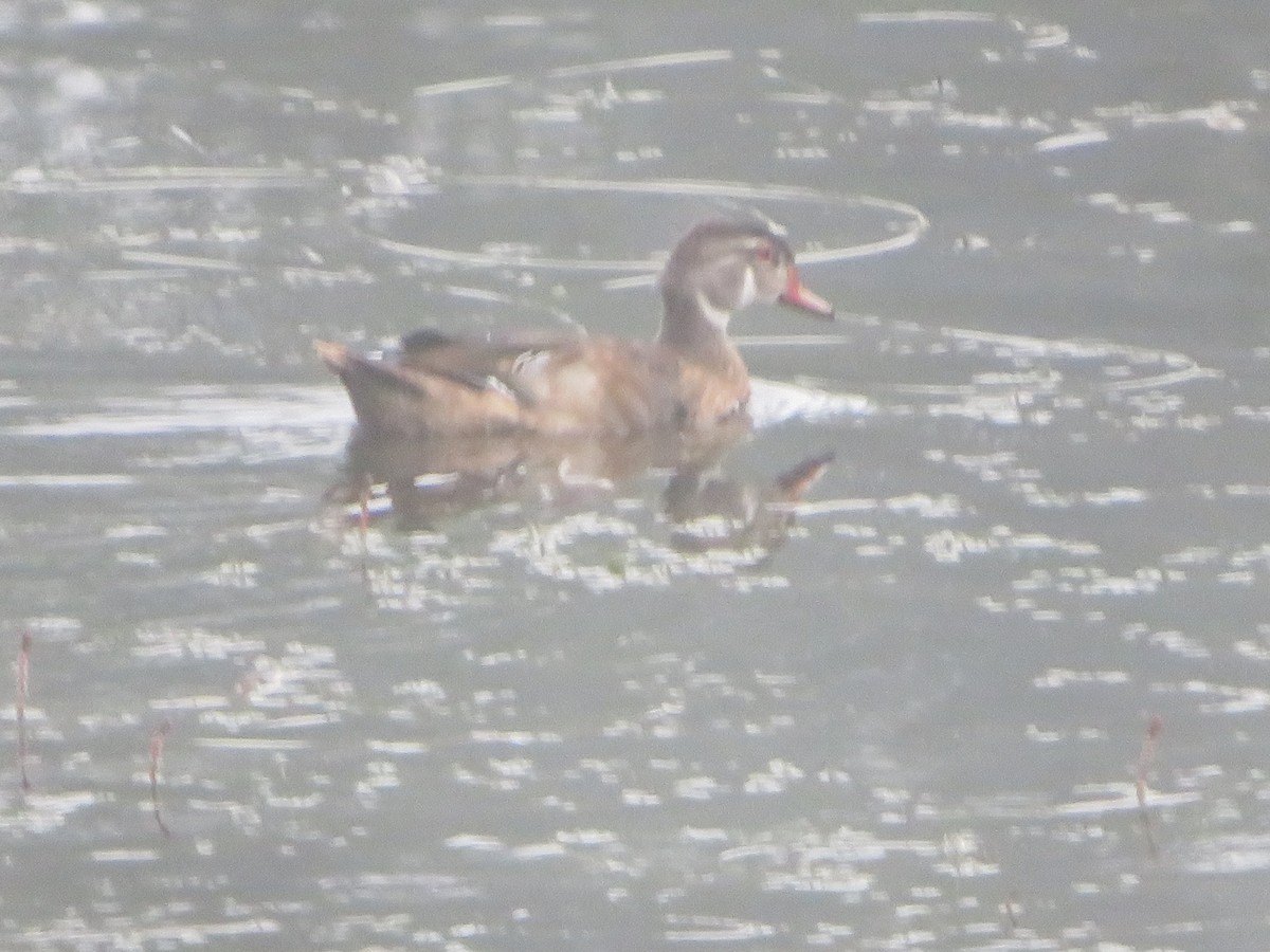 Wood Duck - William Kuk