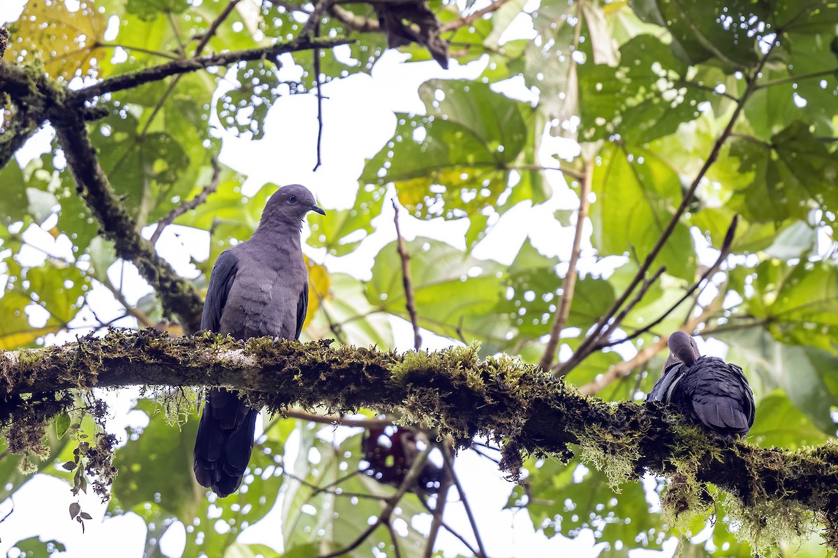 Pigeon plombé - ML608429755