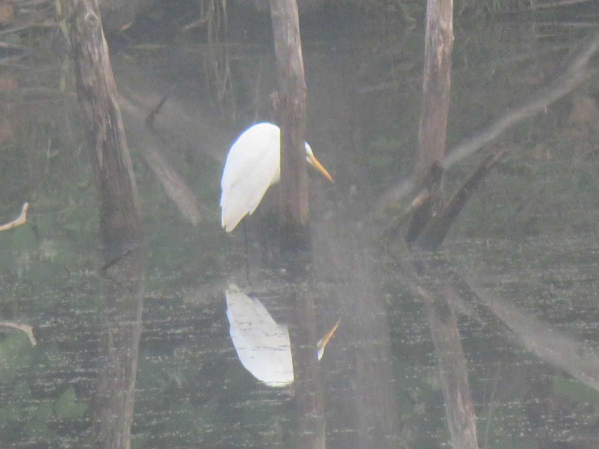 Great Egret - William Kuk