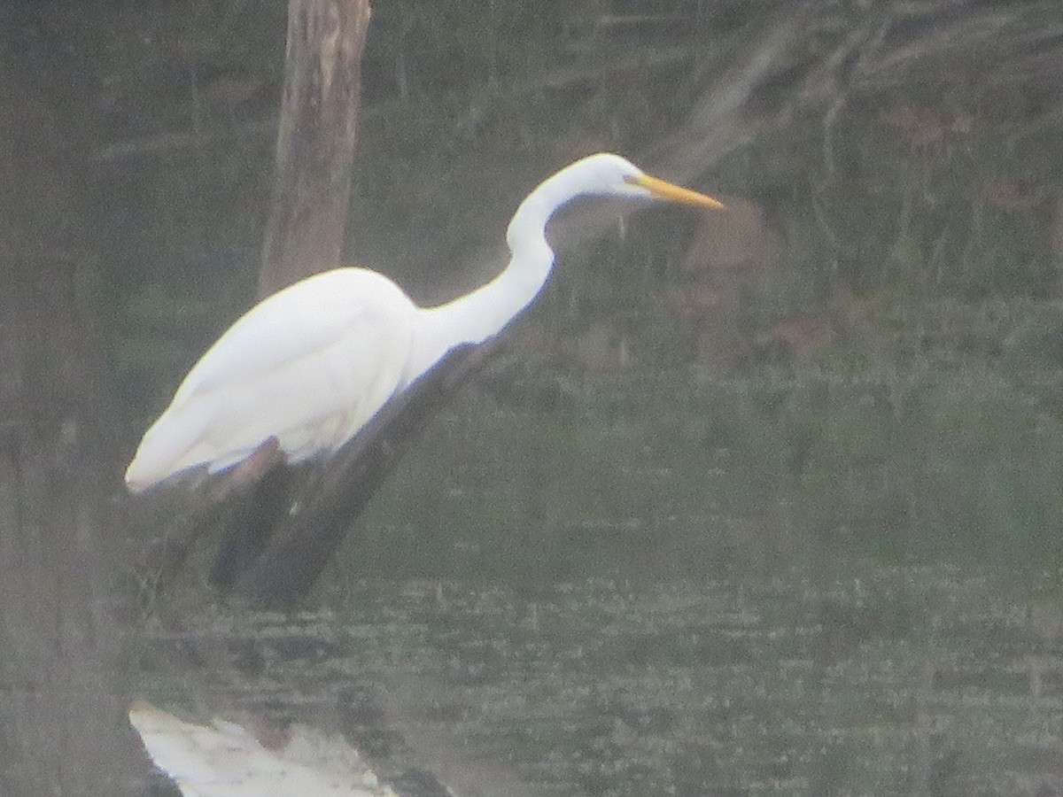 Great Egret - William Kuk