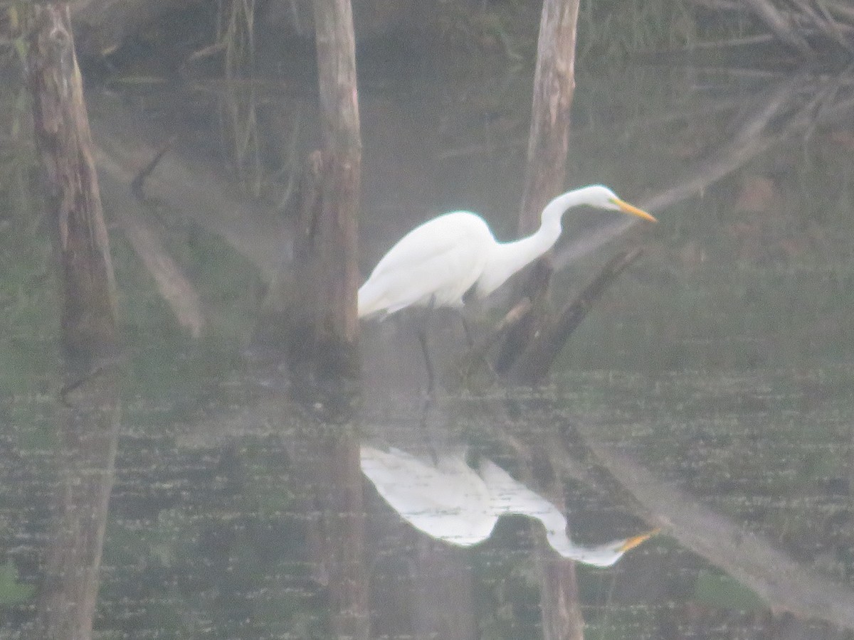 Great Egret - William Kuk