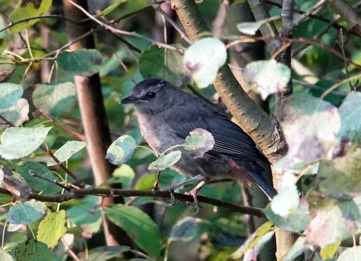 Pájaro Gato Gris - ML608429769