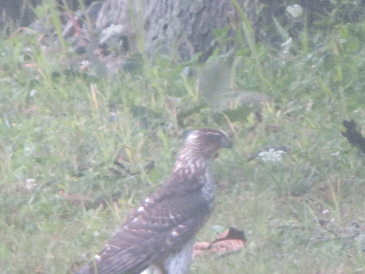 Cooper's Hawk - William Kuk