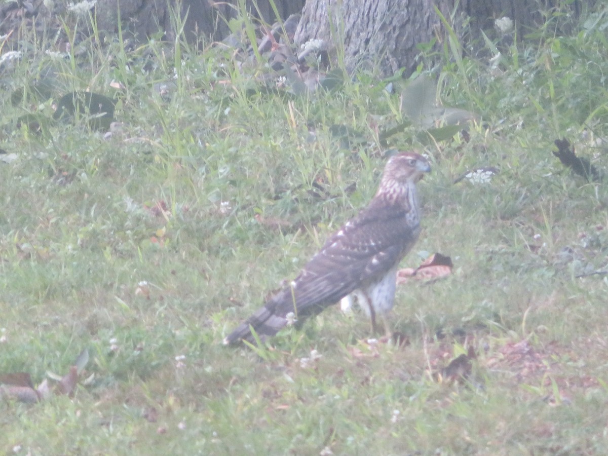 Cooper's Hawk - William Kuk