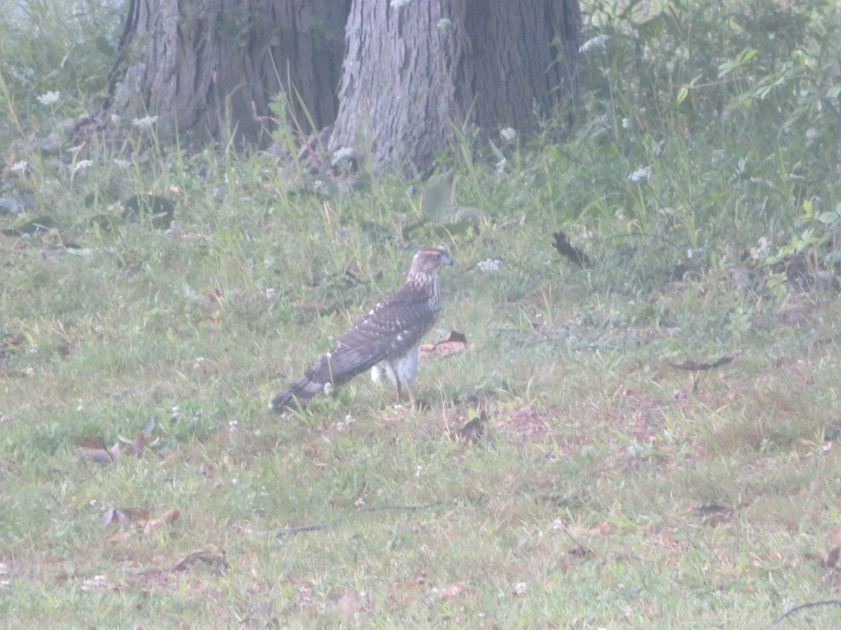 Cooper's Hawk - William Kuk