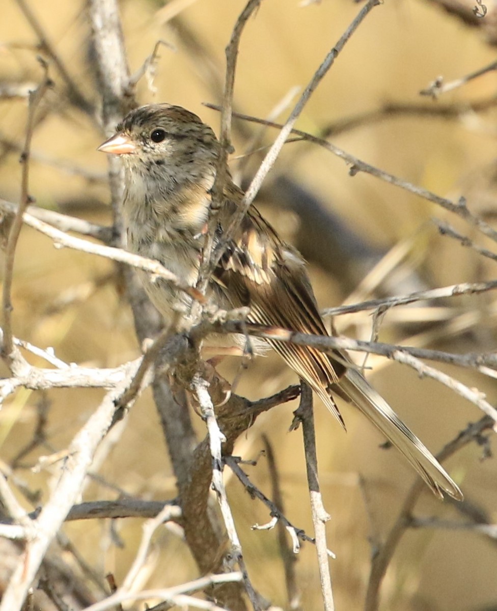 Chipping Sparrow - Janice Miller