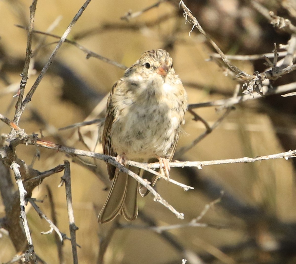 Chipping Sparrow - Janice Miller