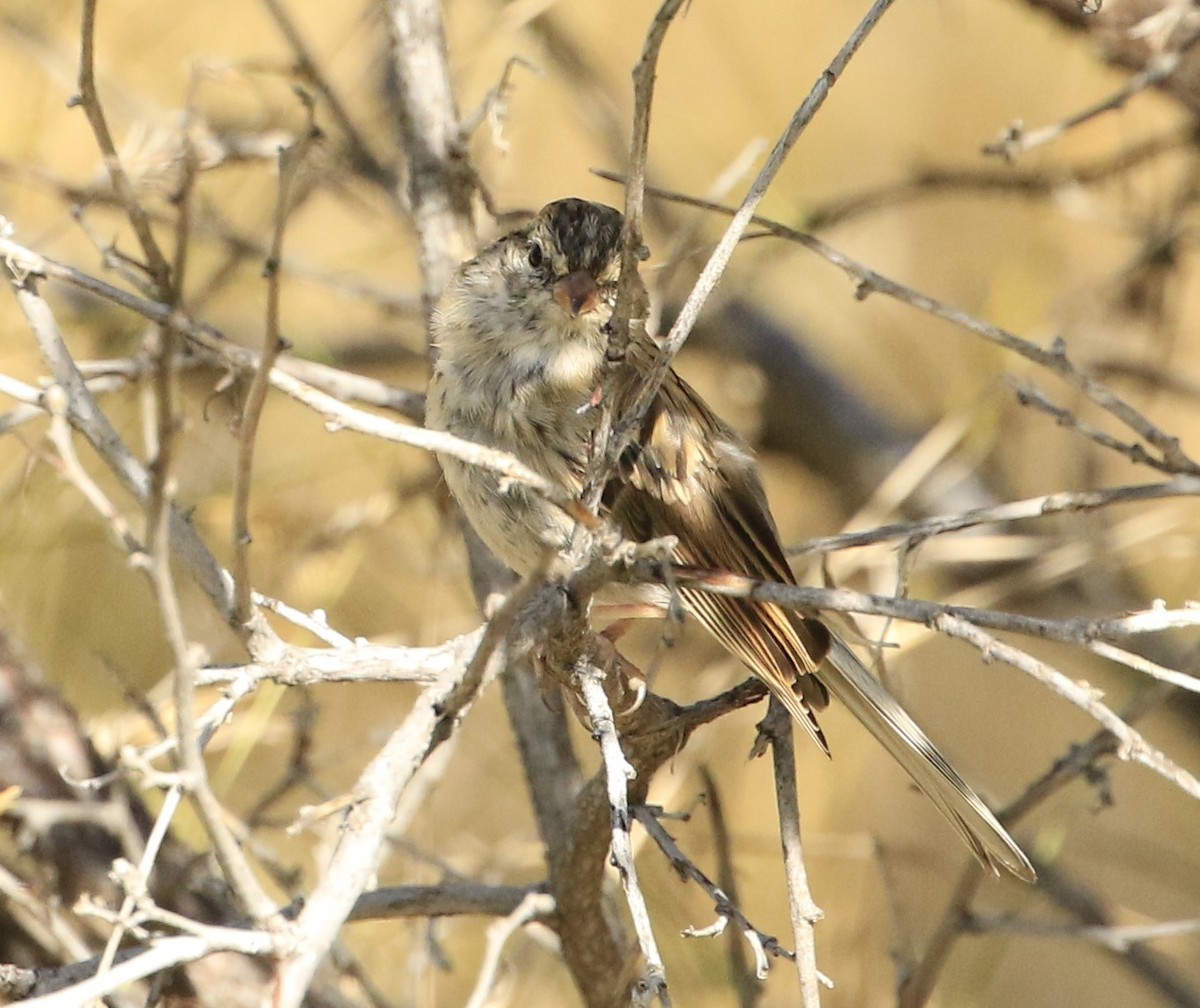 Chipping Sparrow - Janice Miller