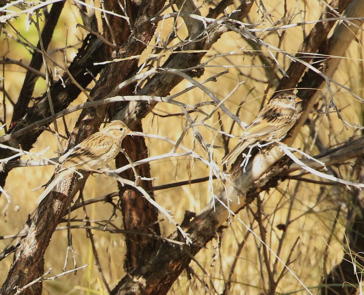 Chipping Sparrow - ML608429844