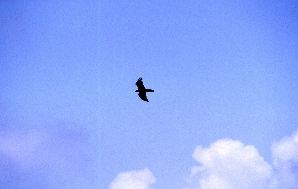 Bearded Vulture - ML608429850