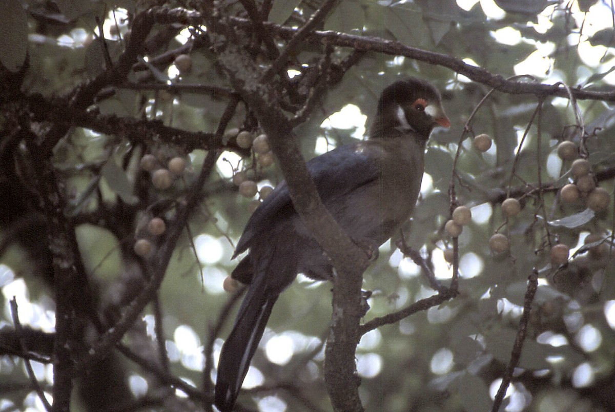 White-cheeked Turaco - ML608429854