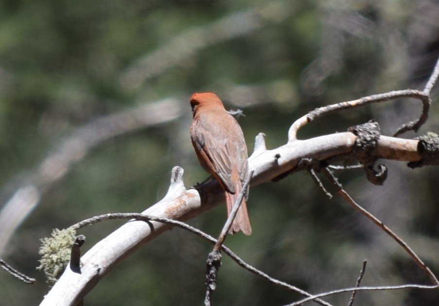 Hepatic Tanager (Northern) - ML608429876